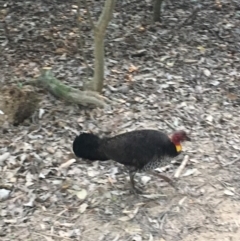 Alectura lathami (Australian Brush-turkey) at Noosa Woods Foreshore Reserve - 26 Aug 2019 by FelicityM