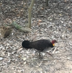 Alectura lathami (Australian Brush-turkey) at Noosa Heads, QLD - 26 Aug 2019 by FelicityM