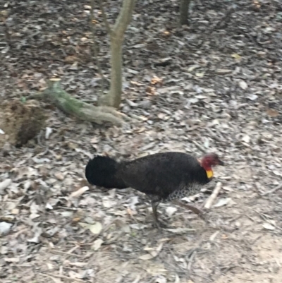 Alectura lathami (Australian Brush-turkey) at Noosa Woods Foreshore Reserve - 26 Aug 2019 by FelicityM