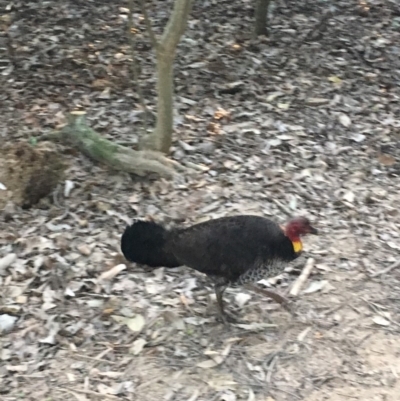 Alectura lathami (Australian Brush-turkey) at Noosa Woods Foreshore Reserve - 25 Aug 2019 by FelicityM