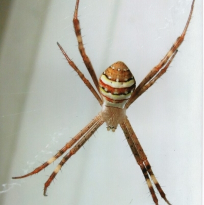 Argiope keyserlingi (St Andrew's Cross Spider) at Kiah, NSW - 12 Jan 2017 by jimm