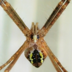 Argiope keyserlingi at Kiah, NSW - 12 Jan 2017