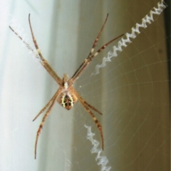 Argiope keyserlingi at Kiah, NSW - 12 Jan 2017 03:00 PM