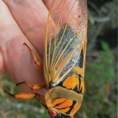 Cyclochila australasiae (Greengrocer, Yellow Monday, Masked devil) at Kiah, NSW - 7 Nov 2017 by jimm