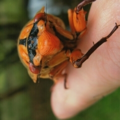 Cyclochila australasiae at Kiah, NSW - 7 Nov 2017 02:00 PM