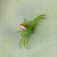 Lehtinelagia sp. (genus) (Flower Spider or Crab Spider) at Kiah, NSW - 7 Dec 2017 by jimm