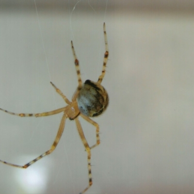 Cryptachaea veruculata (Diamondback comb-footed spider) at Kiah, NSW - 12 Dec 2017 by jimm