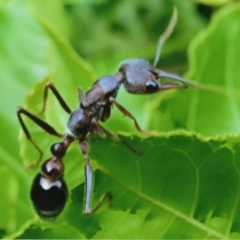 Myrmecia forficata (A Bull ant) at Kiah, NSW - 2 Feb 2018 by jimm