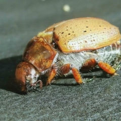 Unidentified Scarab beetle (Scarabaeidae) (TBC) at Kiah, NSW - 12 Jan 2018 by jimm