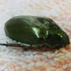 Repsimus manicatus montanus (Green nail beetle) at Kiah, NSW - 2 Feb 2018 by jimm