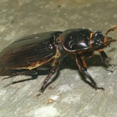 Aulacocyclus edentulus (Passalid beetle) at Kiah, NSW - 13 Jan 2018 by jimm