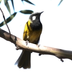 Nesoptilotis leucotis (White-eared Honeyeater) at Paddys River, ACT - 25 Aug 2019 by jbromilow50