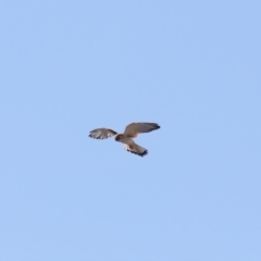 Falco cenchroides (Nankeen Kestrel) at Paddys River, ACT - 25 Aug 2019 by jbromilow50