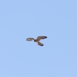 Falco cenchroides at Paddys River, ACT - 25 Aug 2019
