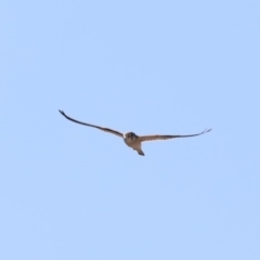 Falco cenchroides at Paddys River, ACT - 25 Aug 2019