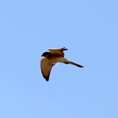 Falco cenchroides at Paddys River, ACT - 25 Aug 2019