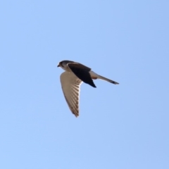 Falco cenchroides at Paddys River, ACT - 25 Aug 2019