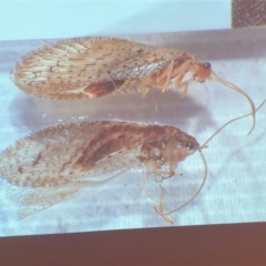 HEMEROBIIDAE (Brown lacewing) at Bega River Bioblitz - 17 Aug 2019 by c.p.polec@gmail.com