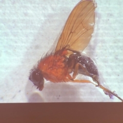 Empididae sp. (family) (Dance fly) at Bega River Bioblitz - 17 Aug 2019 by c.p.polec@gmail.com