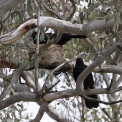 Corcorax melanorhamphos (White-winged Chough) at Illilanga & Baroona - 27 Jul 2019 by Illilanga