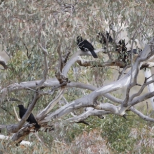 Corcorax melanorhamphos at Michelago, NSW - 27 Jul 2019
