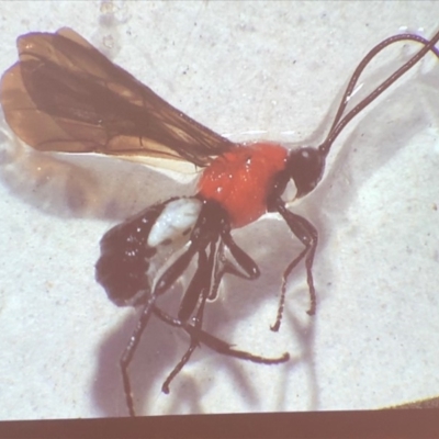 Braconidae (family) (Unidentified braconid wasp) at Bega, NSW - 17 Aug 2019 by c.p.polec@gmail.com