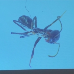 Formicidae (family) (Unidentified ant) at Bega River Bioblitz - 17 Aug 2019 by c.p.polec@gmail.com