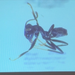 Formicidae (family) at Bega, NSW - 17 Aug 2019