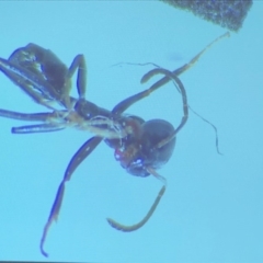 Formicidae (family) at Bega, NSW - 17 Aug 2019