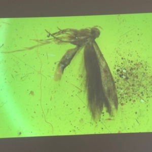 Gelechioidea (superfamily) at Bega, NSW - 17 Aug 2019 02:34 PM