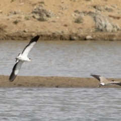 Vanellus miles (Masked Lapwing) at Michelago, NSW - 16 Aug 2019 by Illilanga