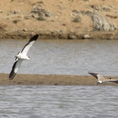 Vanellus miles (Masked Lapwing) at Illilanga & Baroona - 16 Aug 2019 by Illilanga