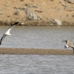 Vanellus miles at Michelago, NSW - 16 Aug 2019