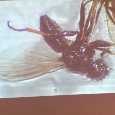 Helosciomyzidae (family) (Comb-winged fly) at Bega River Bioblitz - 17 Aug 2019 by c.p.polec@gmail.com