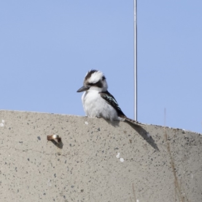 Dacelo novaeguineae (Laughing Kookaburra) at Illilanga & Baroona - 4 Aug 2019 by Illilanga