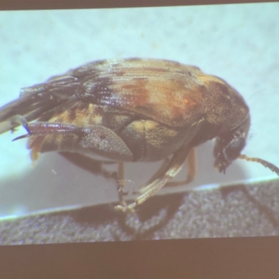 Bruchinae (subfamily) (Seed beetle, bean weevil) at Bega River Bioblitz - 17 Aug 2019 by c.p.polec@gmail.com