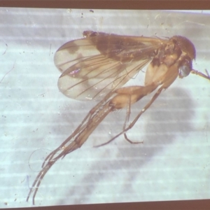 Culicidae (family) at Bega River Bioblitz - 17 Aug 2019