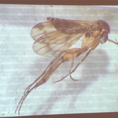 Culicidae (family) (A mosquito) at Bega, NSW - 17 Aug 2019 by c.p.polec@gmail.com