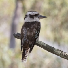 Dacelo novaeguineae (Laughing Kookaburra) at Illilanga & Baroona - 17 Dec 2017 by Illilanga