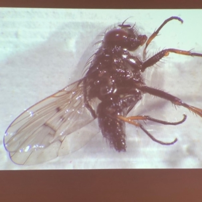 Muscidae (family) (Unidentified muscid fly) at Bega River Bioblitz - 17 Aug 2019 by c.p.polec@gmail.com