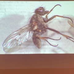 Muscidae (family) at Bega River Bioblitz - 17 Aug 2019 02:38 PM