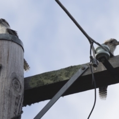 Dacelo novaeguineae (Laughing Kookaburra) at Illilanga & Baroona - 31 Dec 2016 by Illilanga