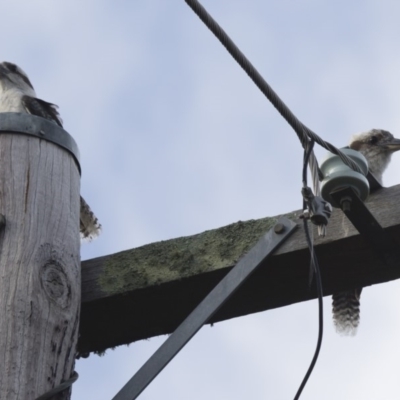 Dacelo novaeguineae (Laughing Kookaburra) at Illilanga & Baroona - 31 Dec 2016 by Illilanga