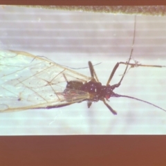 Aphididae (family) (Unidentified aphid) at Bega River Bioblitz - 17 Aug 2019 by c.p.polec@gmail.com