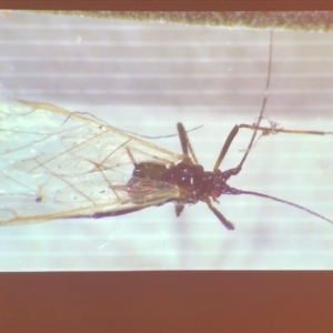 Aphididae (family) at Bega, NSW - 17 Aug 2019 02:39 PM