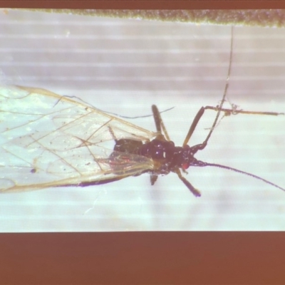 Aphididae (family) (Unidentified aphid) at Bega, NSW - 17 Aug 2019 by c.p.polec@gmail.com