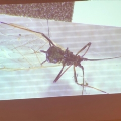 Aphididae (family) at Bega, NSW - 17 Aug 2019 02:39 PM