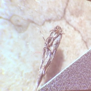 Cicadellidae (family) at Bega River Bioblitz - 17 Aug 2019 02:31 PM