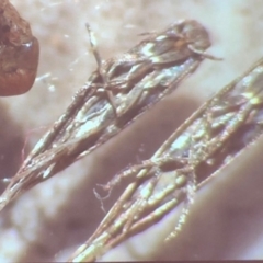 Cicadellidae (family) at Bega River Bioblitz - 17 Aug 2019