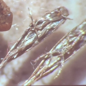 Cicadellidae (family) at Bega River Bioblitz - 17 Aug 2019 02:31 PM